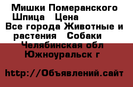 Мишки Померанского Шпица › Цена ­ 60 000 - Все города Животные и растения » Собаки   . Челябинская обл.,Южноуральск г.